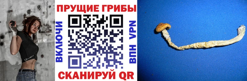 Купить  Верхний Тагил  Галлюциногенные грибы MAGIC MUSHROOMS 